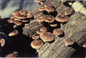 Couple Farms Herbs and Mushrooms Under Managed Forest