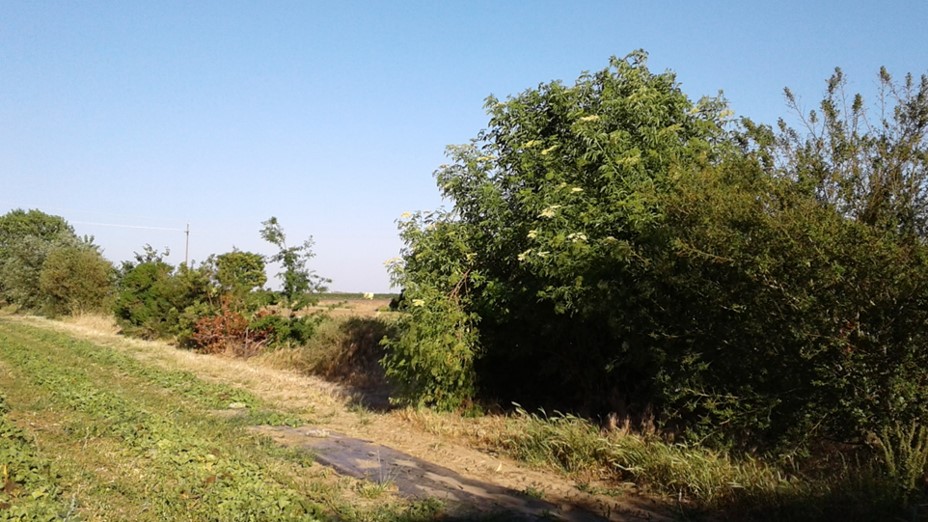 Figure 2. Large blue elderberry (center) in field-edge hedgerow. Photo by Sonja Brodt.