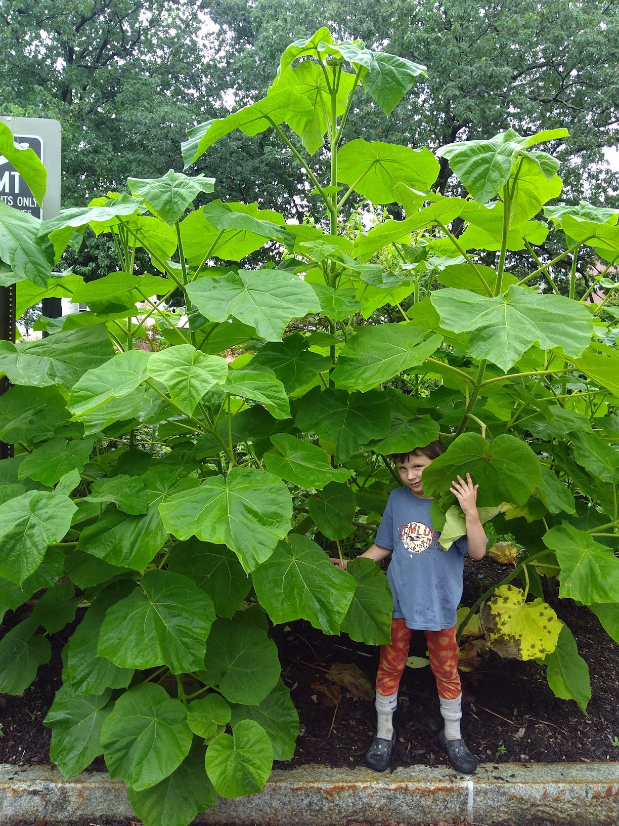 Figure 1 Jesse Bates with Cornell University princess trees, Turkish tree hazel overstory, July 25, 2018