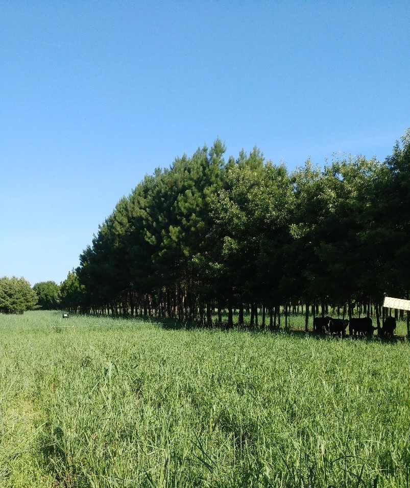 Figure 1. Photo of Angus silvopasture in Wayne County, North Carolina.