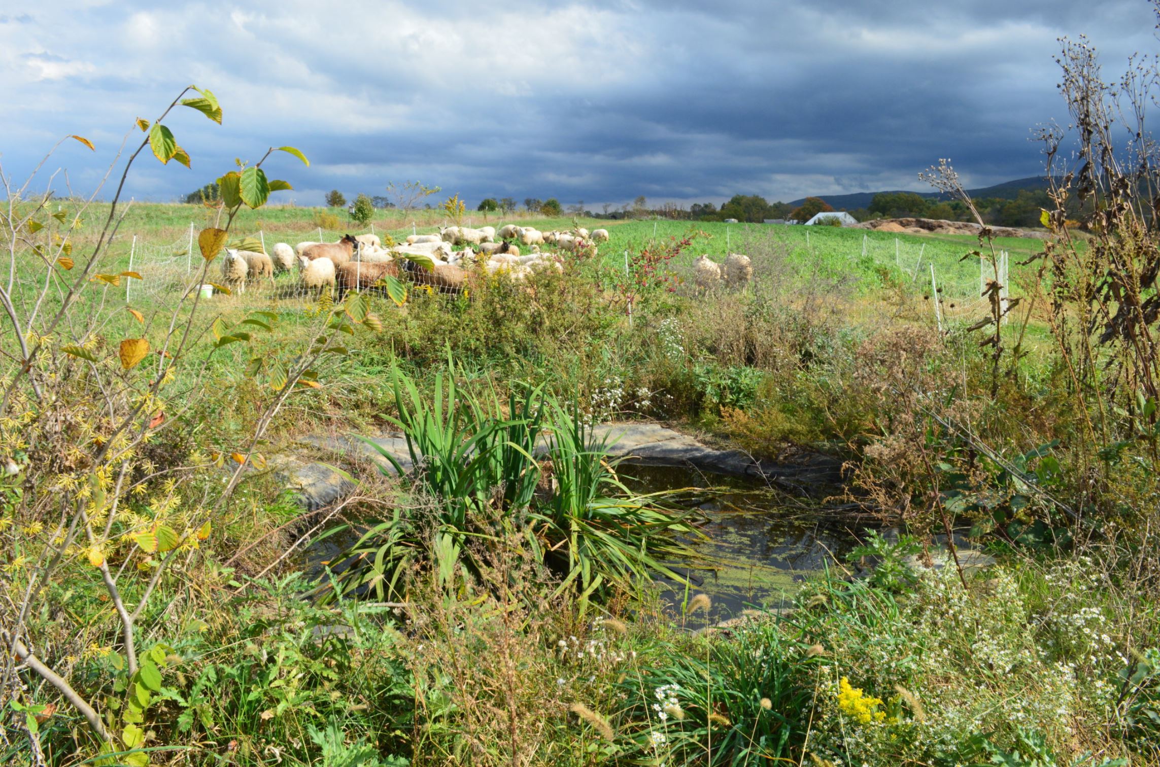 Figure 2. Dickinson College integrates water, soil, pest, crop, livestock, and forest management on their College Farm.