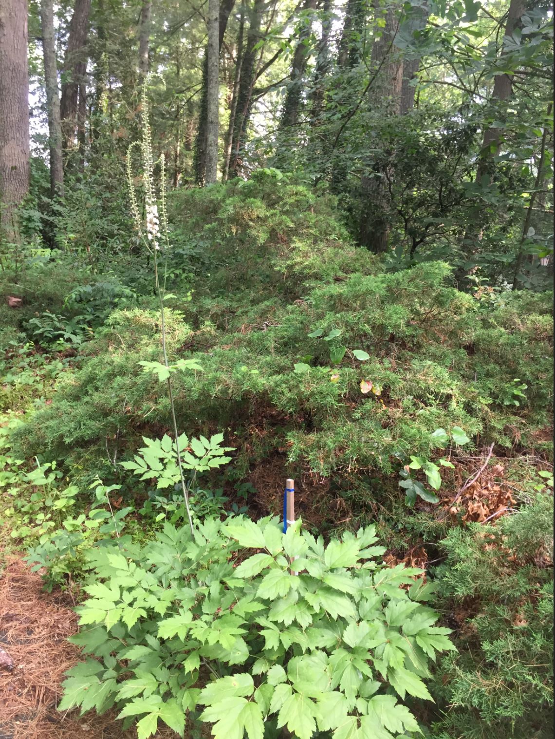 Figure 3. Forest-farmed Black Cohosh (Cimicifuga racemosa).