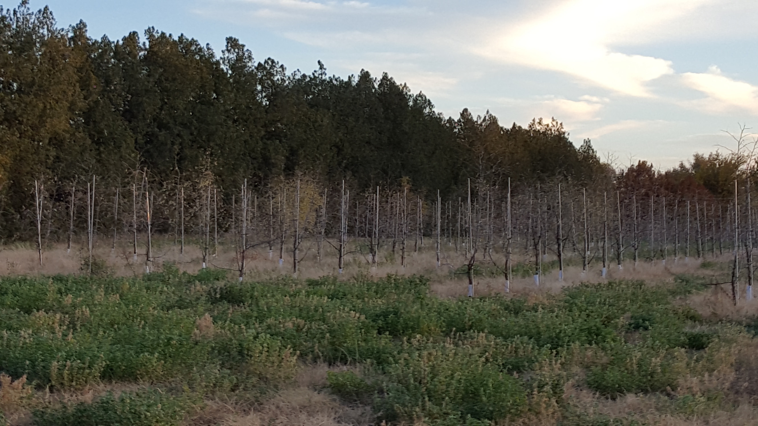 Fig. 1Jujube trial at NRCS Las Lunas