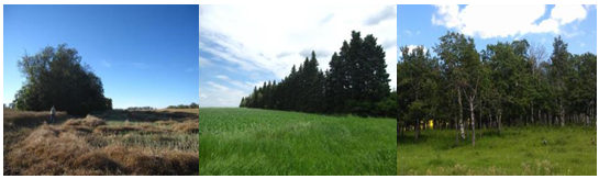 From left to right: examples of hedgerow, shelterbelt, and grazed woodland sites.